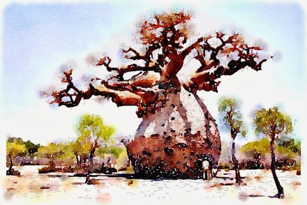 Баобаб иллюстрация