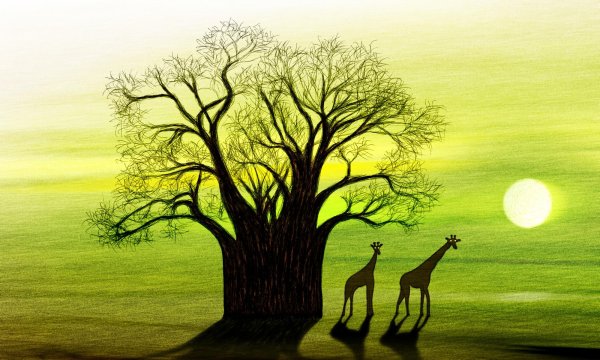 Король баобаб