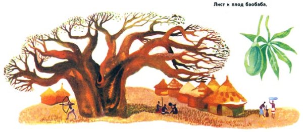 Баобаб акварель