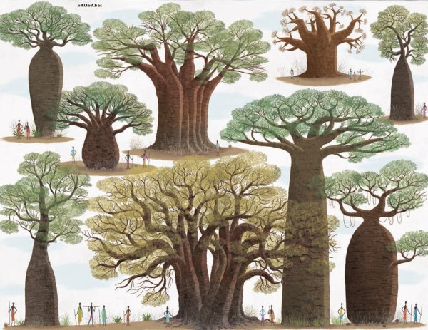 Баобаб Графика