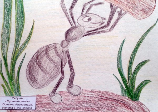 Рисование муравья в старшей группе