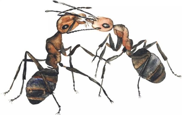 Муравей для детей