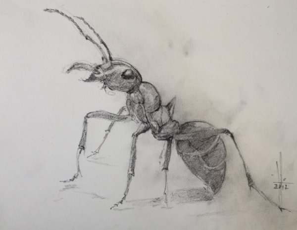 Поэтапное рисование муравья