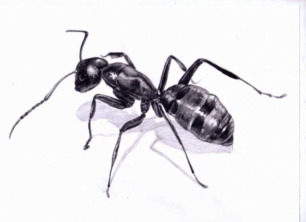 Муравей 3д ручкой