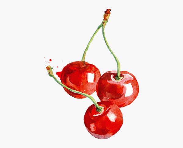 Ветка вишни