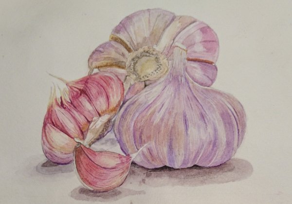 Чеснок живопись