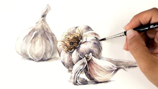Чеснок акварелью поэтапно
