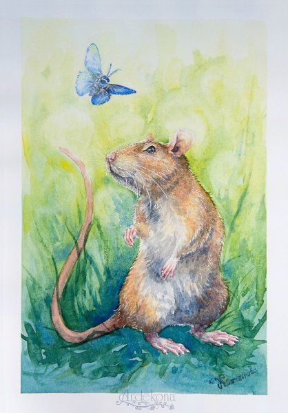 Крыса рисунок акварель