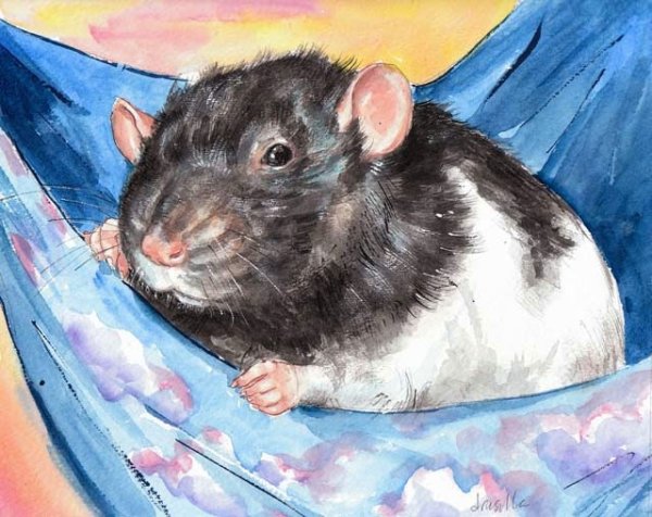 Крыса гуашью