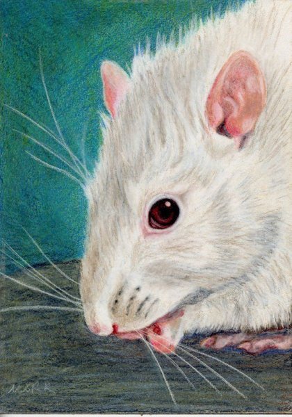 Портрет мышки