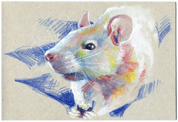 Крыса пастелью