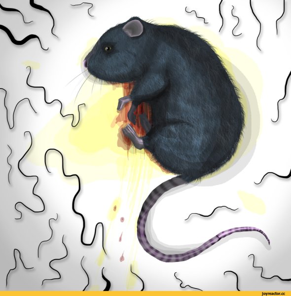 Крыса гуашью