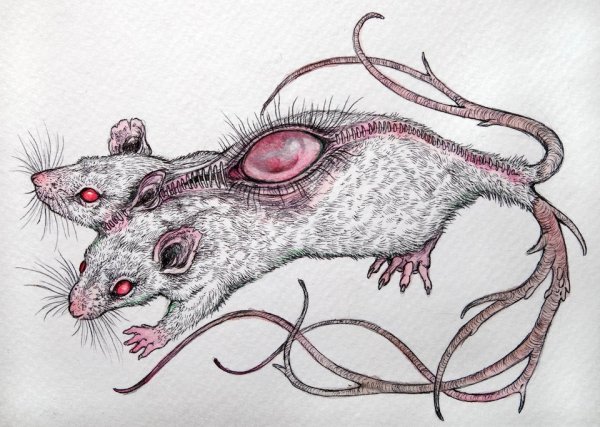 Мышка набросок