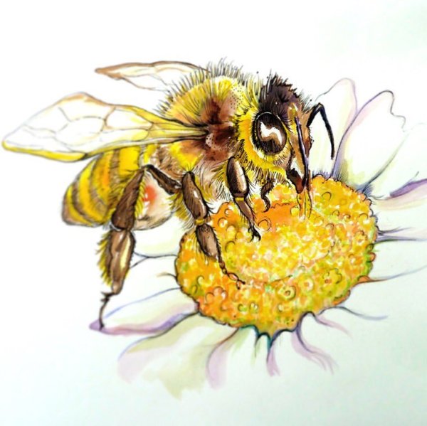 Пчела красками