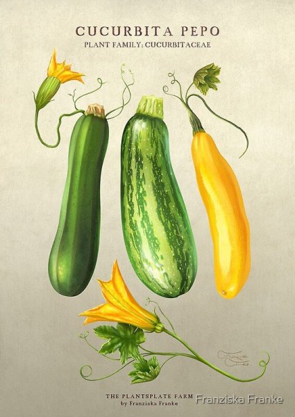 Кукурбита Пепо