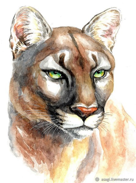 Пума гуашью