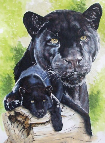 Пантера рисунок