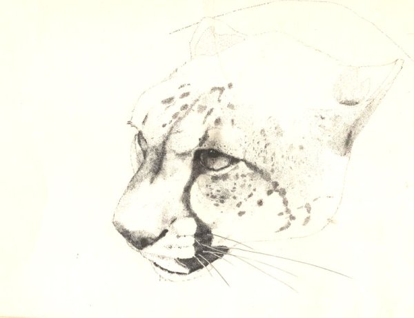 Дикие кошки карандашом