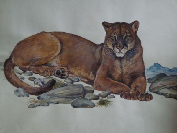 Горлов художник анималист