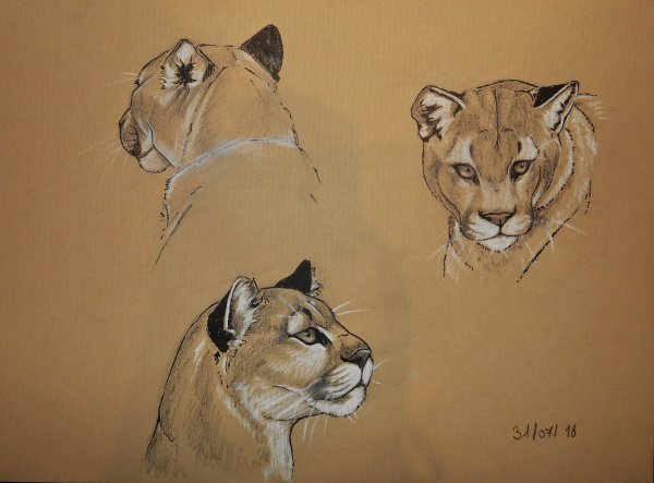 Пума референс