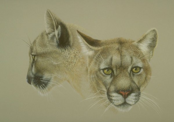 Портреты животных