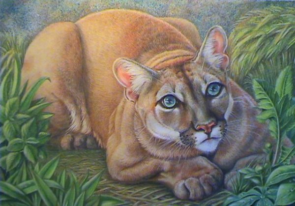 Дикие животные цветными карандашами