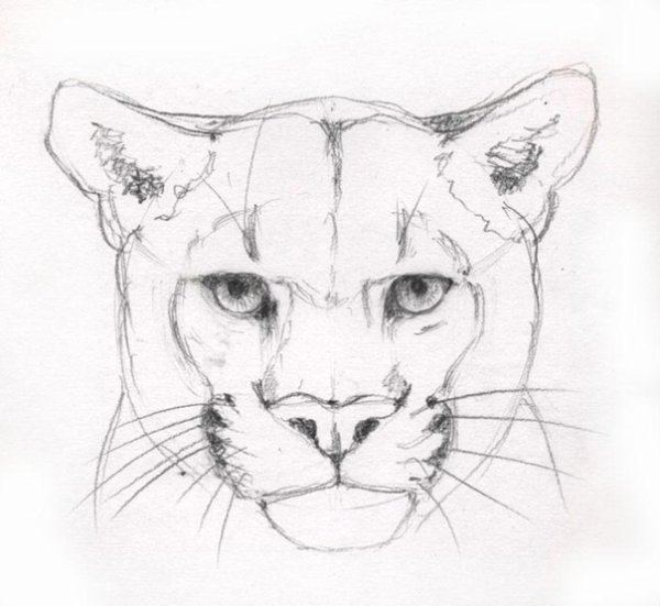 Пума рисунок