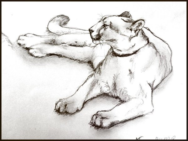 Пантера рисунок карандашом