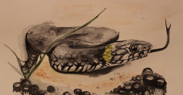 Гадюка гуашью