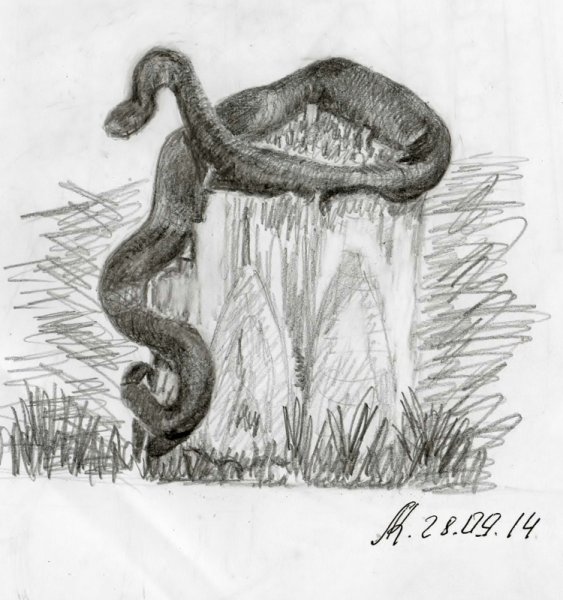 Гадюка на пеньке