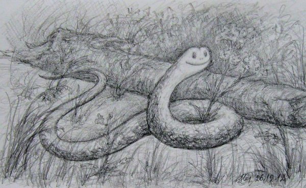 Зарисовки змей