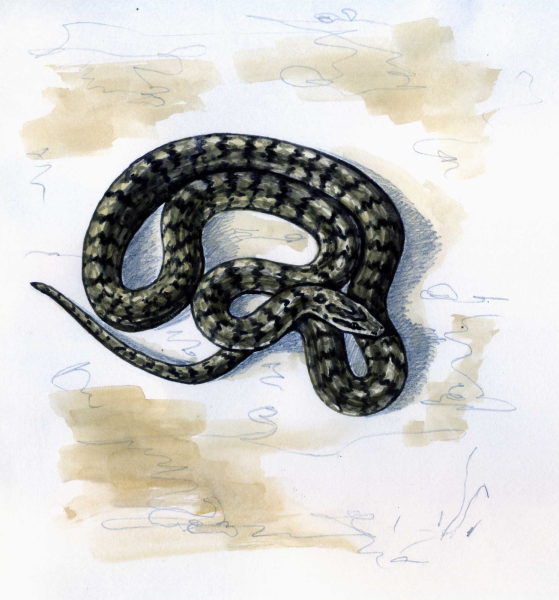 Узорчатый полоз