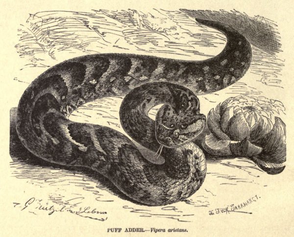 Гадюка иллюстрация