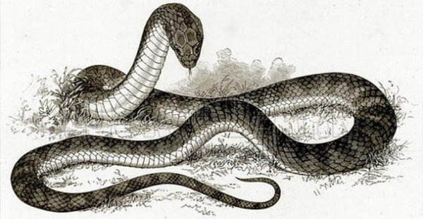 Рисунок змеи спереди