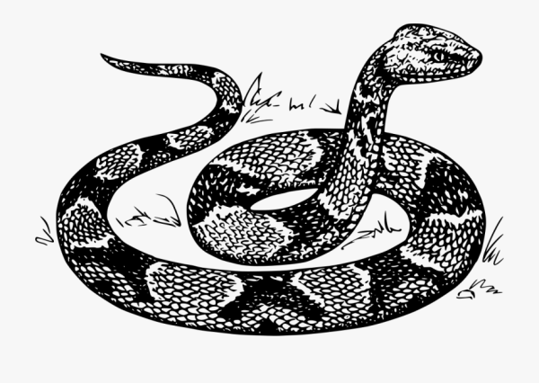 Vipera berus иллюстрации