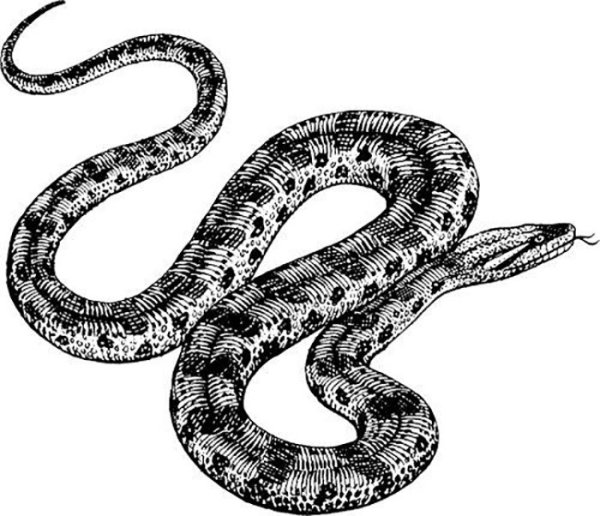 Змея акрилом