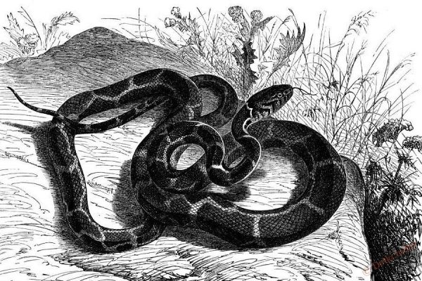 Змея иллюстрация акварель