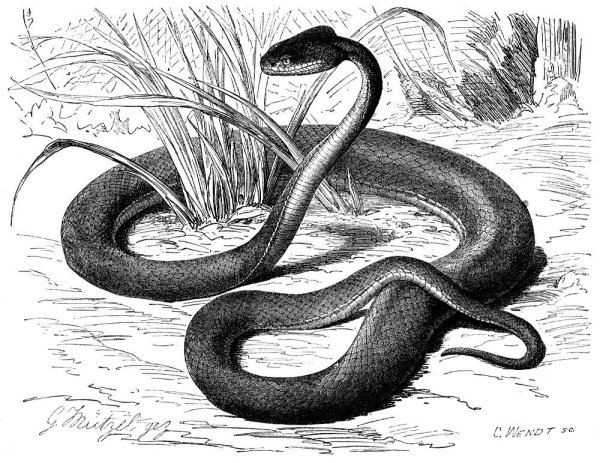 Обыкновенная гадюка