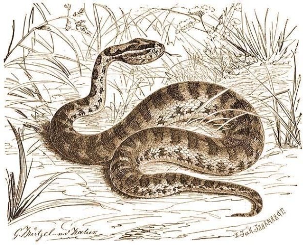 Змей Аспид мифология