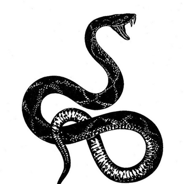 Королевская Кобра Аспиды