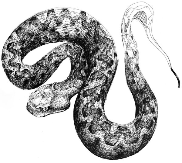 Тайпан змея рисунок
