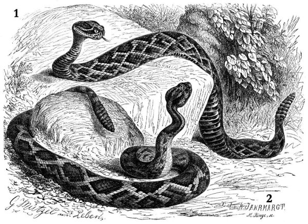 Обыкновенная гадюка