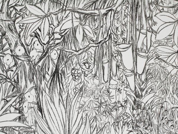 Джунгли простым карандашом