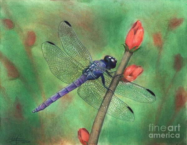 Стрекоза акриловыми красками