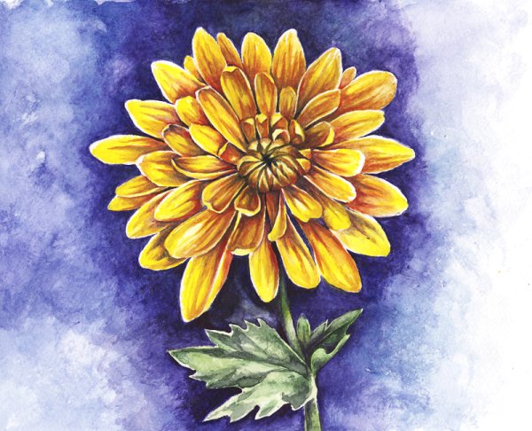 Хризантемы акварелью