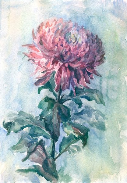 Хризантемы Этюд