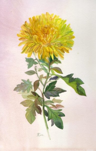 Хризантемы акварелью