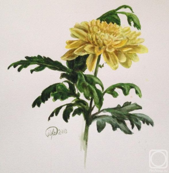 Хризантема символизм