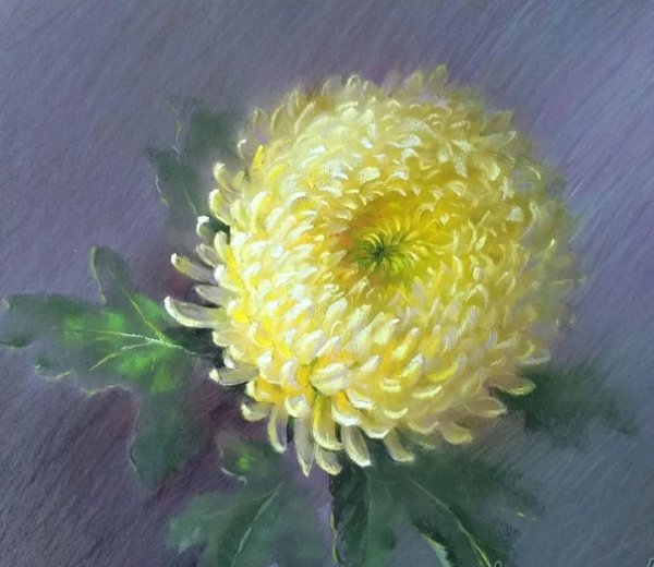 Белые хризантемы акварелью