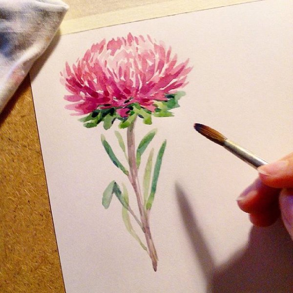 Ботаническая живопись хризантемы
